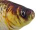 Preview: 360Home Simulierte Karpfen Fisch Plüschkissen Katzenspielzeug
